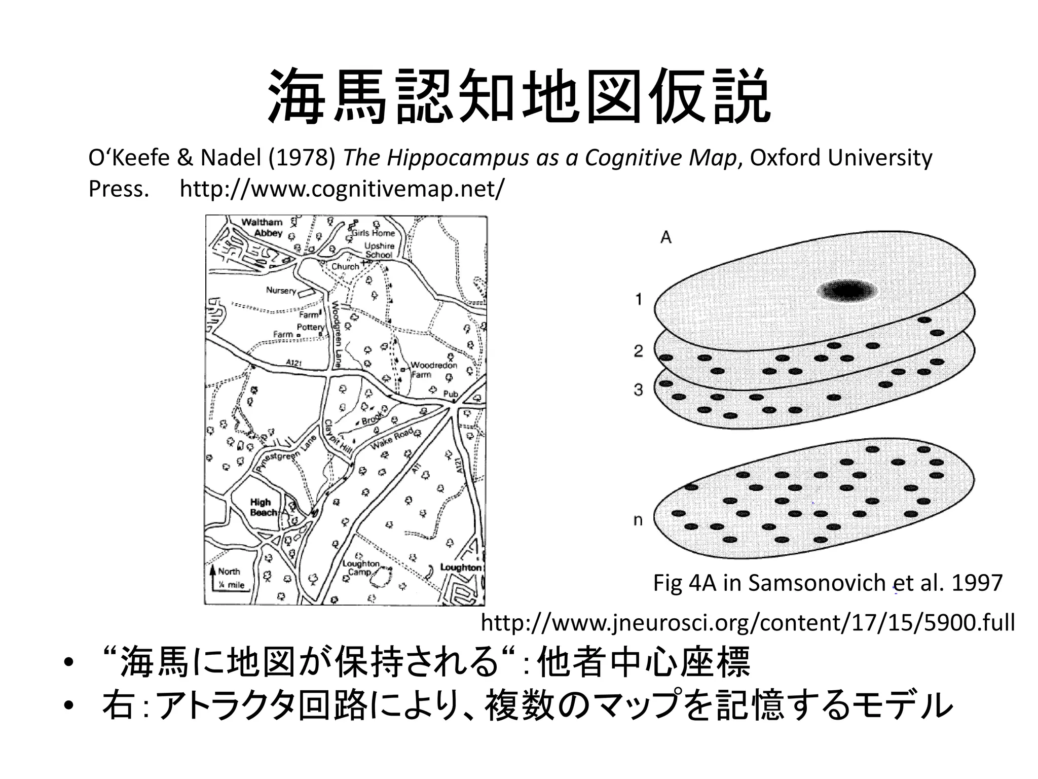 海馬認知地図仮説
• “海馬に地図が保持される“：他者中心座標
• 右：アトラクタ回路により、複数のマップを記憶するモデル
O‘Keefe & Nadel (1978) The Hippocampus as a Cognitive Map, Oxford University
Press. http://www.cognitivemap.net/
Fig 4A in Samsonovich et al. 1997
http://www.jneurosci.org/content/17/15/5900.full
 