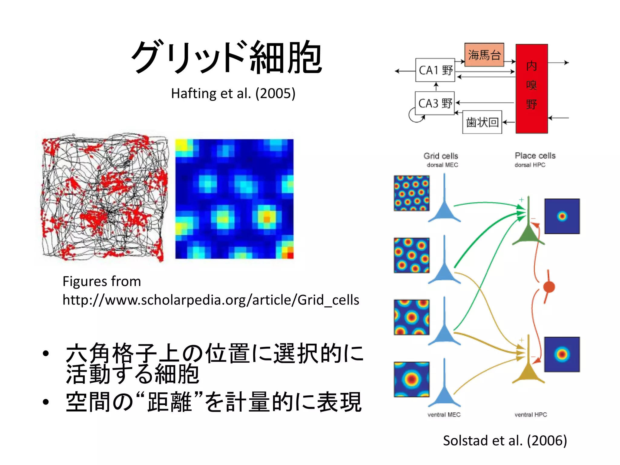 グリッド細胞
• 六角格子上の位置に選択的に
活動する細胞
• 空間の“距離”を計量的に表現
Figures from
http://www.scholarpedia.org/article/Grid_cells
Hafting et al. (2005)
Solstad et al. (2006)
 