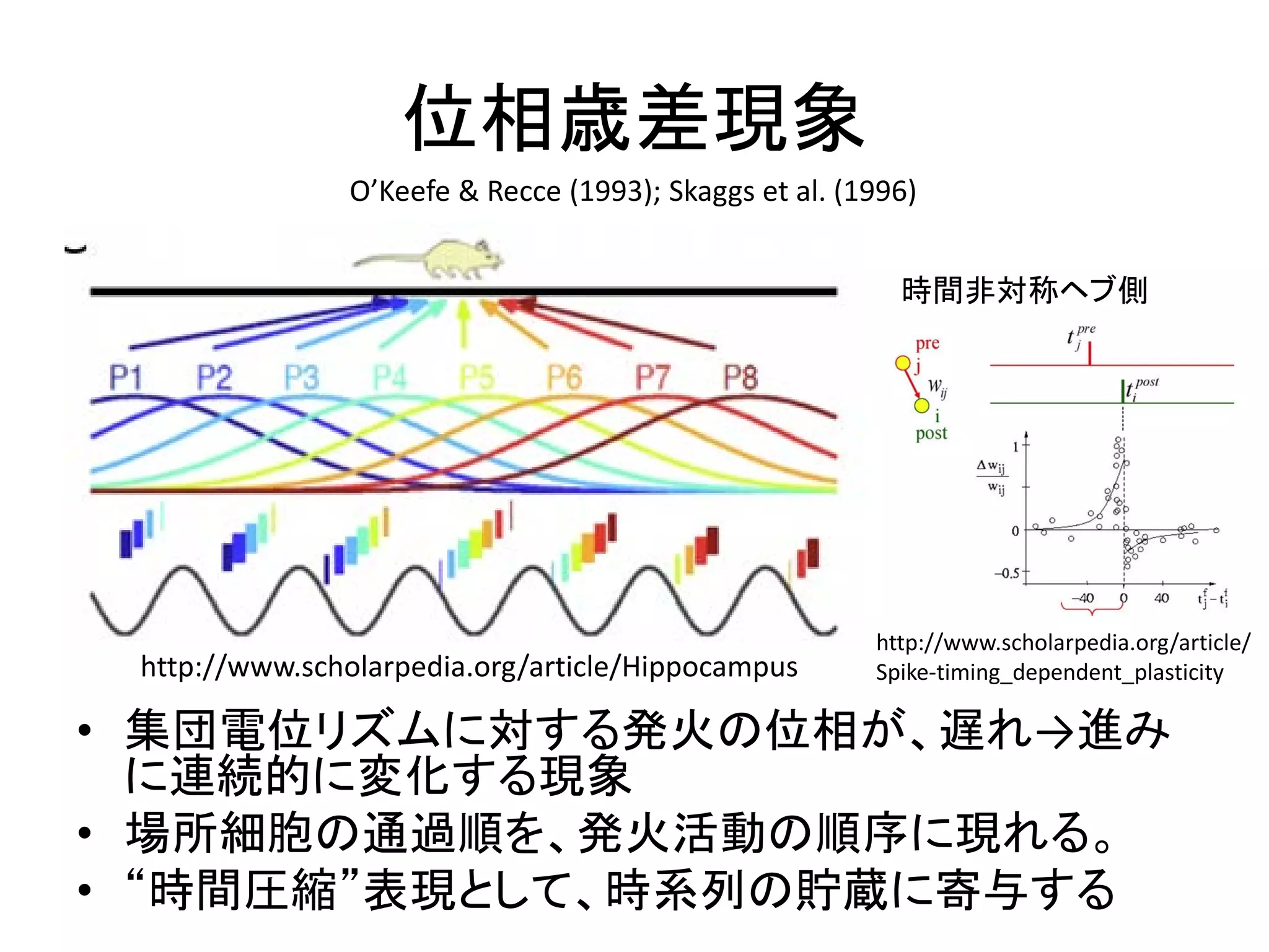 位相歳差現象
• 集団電位リズムに対する発火の位相が、遅れ→進み
に連続的に変化する現象
• 場所細胞の通過順を、発火活動の順序に現れる。
• “時間圧縮”表現として、時系列の貯蔵に寄与する
http://www.scholarpedia.org/article/Hippocampus
O’Keefe & Recce (1993); Skaggs et al. (1996)
http://www.scholarpedia.org/article/
Spike-timing_dependent_plasticity
時間非対称ヘブ側
 