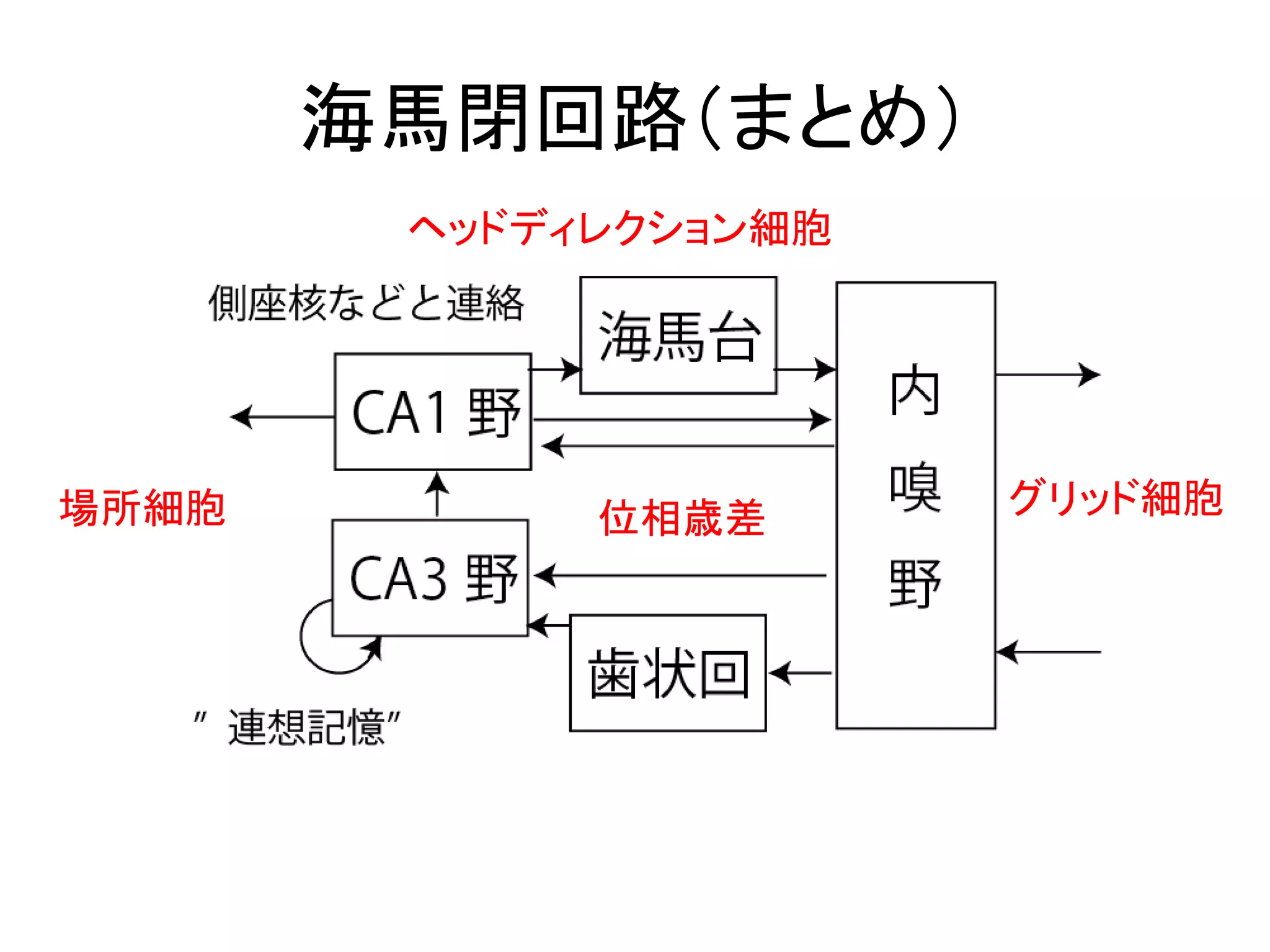 海馬閉回路（まとめ）
グリッド細胞場所細胞
ヘッドディレクション細胞
位相歳差
 