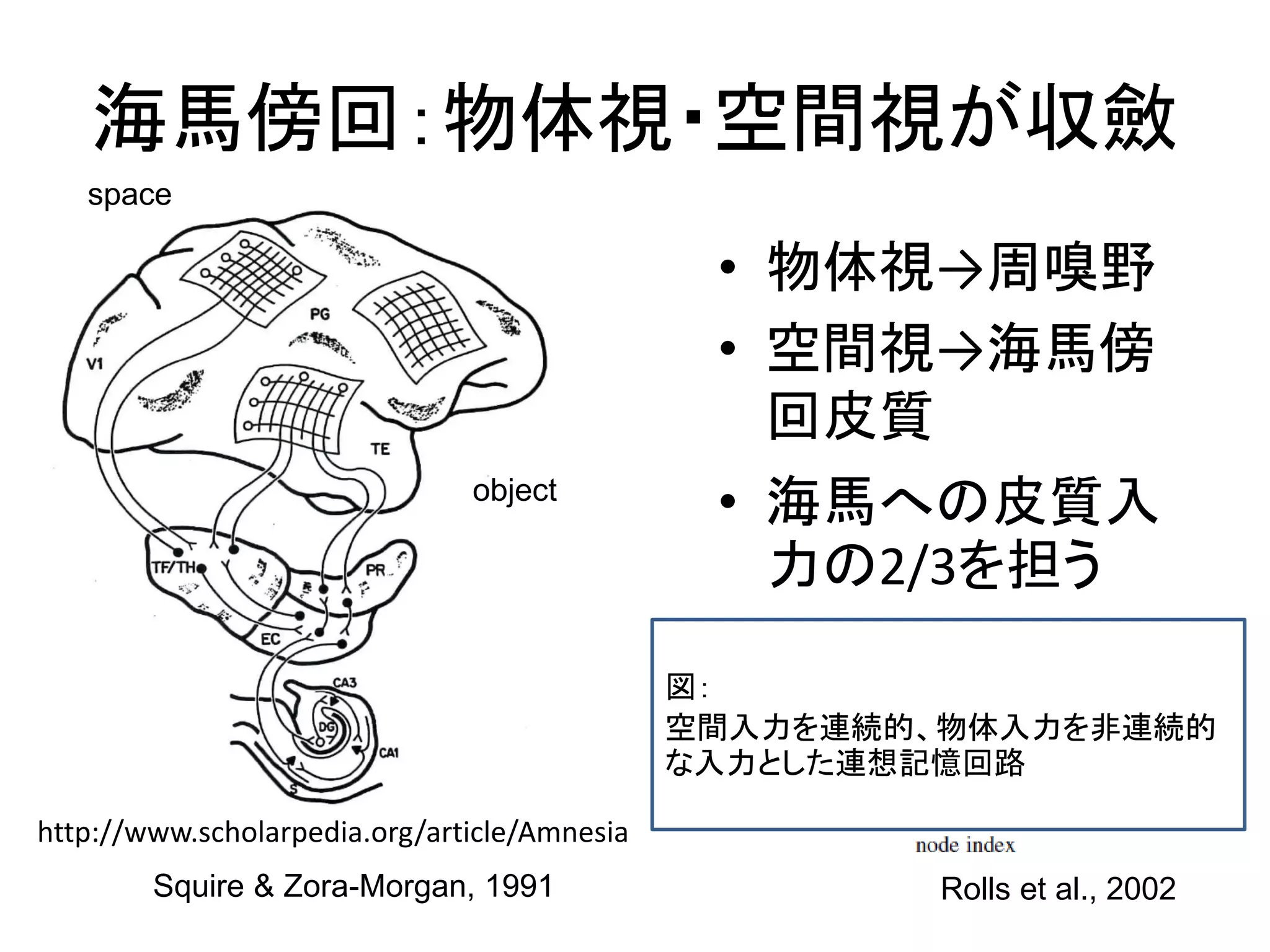 海馬傍回：物体視・空間視が収斂
• 物体視→周嗅野
• 空間視→海馬傍
回皮質
• 海馬への皮質入
力の2/3を担う
Squire & Zora-Morgan, 1991
object
space
Rolls et al., 2002
http://www.scholarpedia.org/article/Amnesia
図：
空間入力を連続的、物体入力を非連続的
な入力とした連想記憶回路
 