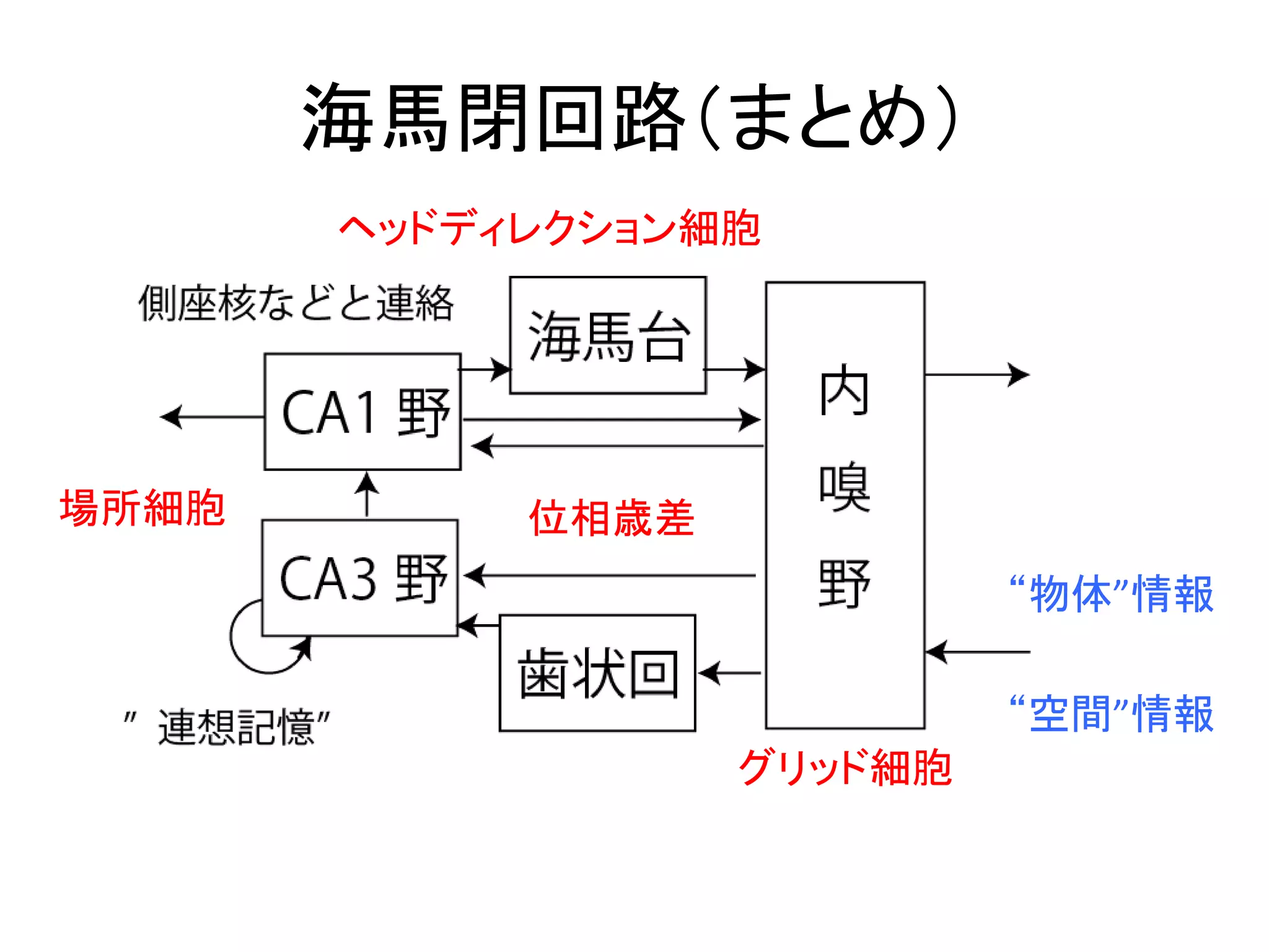 海馬閉回路（まとめ）
グリッド細胞
場所細胞
ヘッドディレクション細胞
位相歳差
“物体”情報
“空間”情報
 