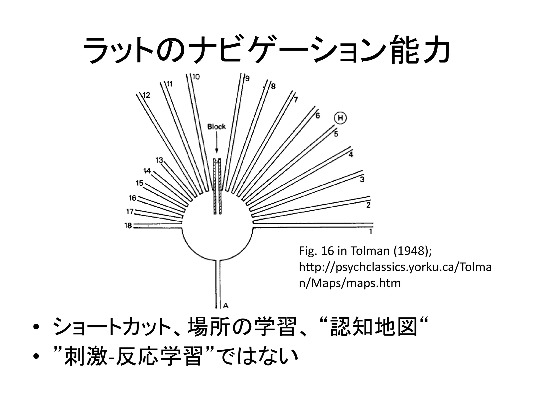 ラットのナビゲーション能力
• ショートカット、場所の学習、 “認知地図“
• ”刺激-反応学習”ではない
Fig. 16 in Tolman (1948);
http://psychclassics.yorku.ca/Tolma
n/Maps/maps.htm
 