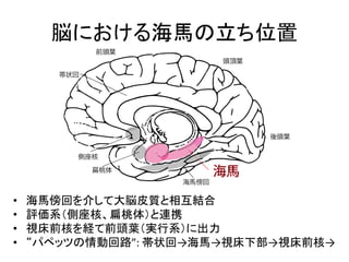 脳における海馬の立ち位置
• 海馬傍回を介して大脳皮質と相互結合
• 評価系（側座核、扁桃体）と連携
• 視床前核を経て前頭葉（実行系）に出力
• “パペッツの情動回路”: 帯状回→海馬→視床下部→視床前核→
 