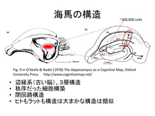 海馬の構造
• 辺縁系（古い脳）、３層構造
• 秩序だった細胞構築
• 閉回路構造
• ヒトもラットも構造は大まかな構造は類似
Fig. 9 in O‘Keefe & Nadel (1978) The Hippocampus as a Cognitive Map, Oxford
University Press. http://www.cognitivemap.net/
~300,000 cells
 