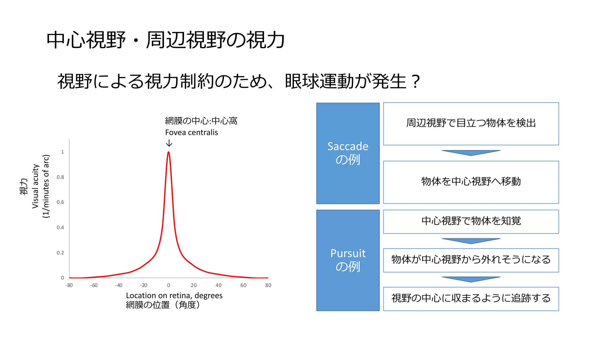 0
0.2
0.4
0.6
0.8
1
-80 -60 -40 -20 0 20 40 60 80
中心視野・周辺視野の視力
視野による視力制約のため、眼球運動が発生？
網膜の中心:中心窩
Fovea centralis
↓
Location on retina, degrees
網膜の位置（角度）
視力
Visualacuity
(1/minutesofarc)
Saccade
の例
Pursuit
の例
周辺視野で目立つ物体を検出
中心視野で物体を知覚
物体を中心視野へ移動
物体が中心視野から外れそうになる
視野の中心に収まるように追跡する
 