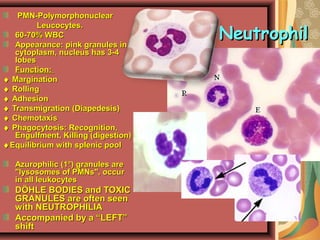 Leukocytosis. Leukopenia. Leukosis | PPT