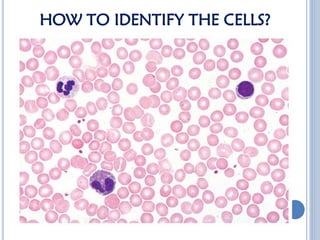 Comprehensive Overview of White Blood Cells: Types, Functions, and ...