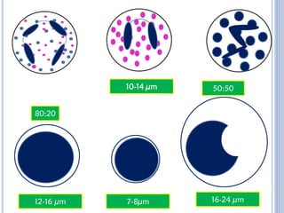 Comprehensive Overview of White Blood Cells: Types, Functions, and ...