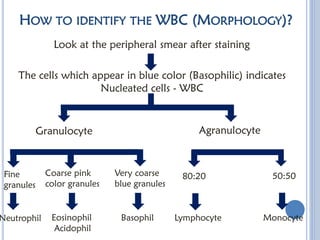 Comprehensive Overview of White Blood Cells: Types, Functions, and ...