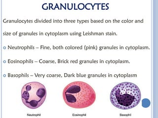 Comprehensive Overview of White Blood Cells: Types, Functions, and ...
