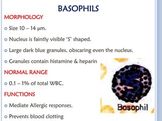 Comprehensive Overview of White Blood Cells: Types, Functions, and ...