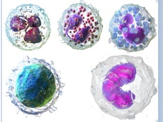 Comprehensive Overview of White Blood Cells: Types, Functions, and ...