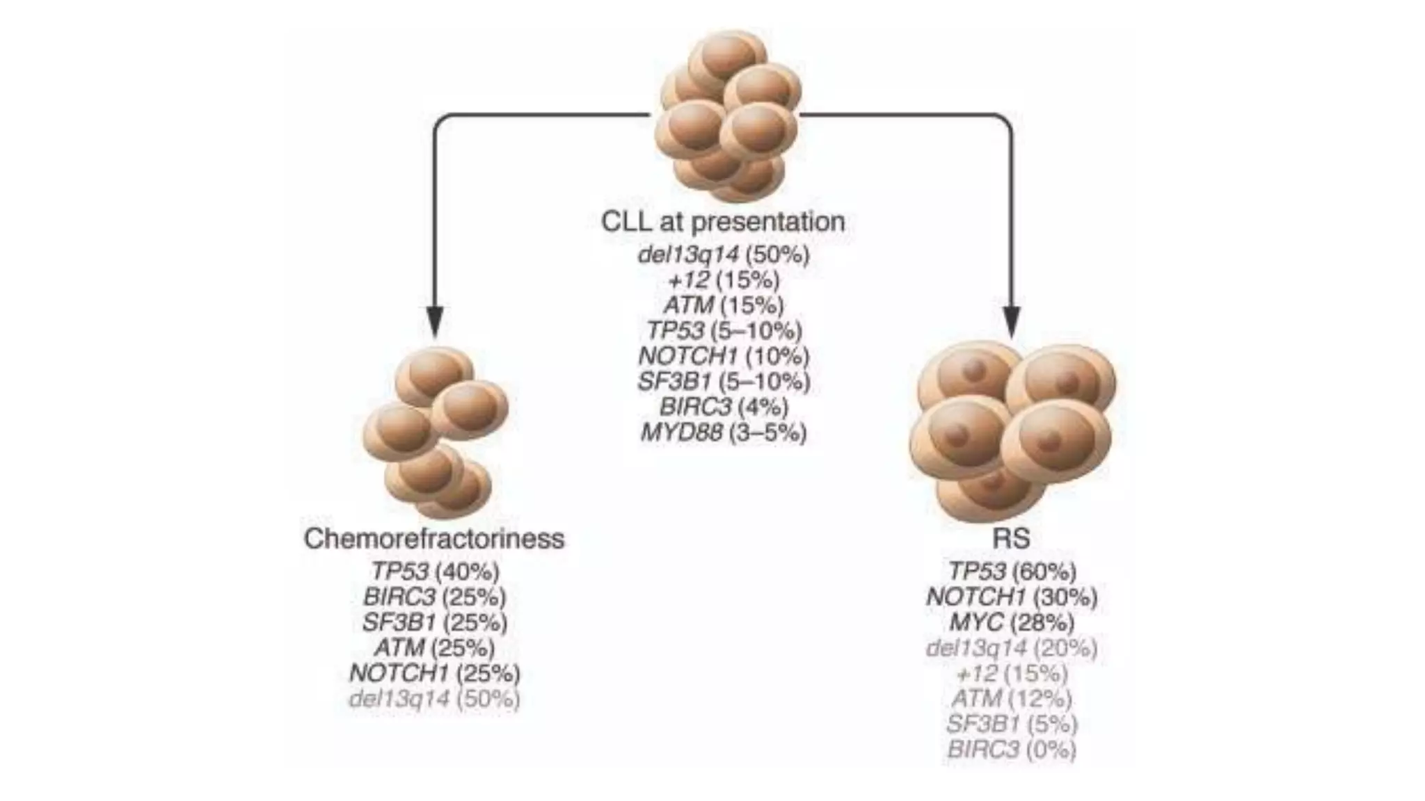 Myeloid neoplasm . Dr. Abhinav Golla , Associate Professor , Lab Director & Consultant Pathologist . Aadhya Medicure Pathlabs .