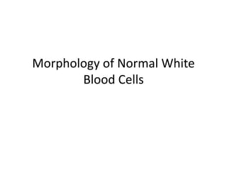 Morphology of Normal White
Blood Cells
 