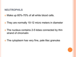 NEUTROPHILS
 Make up 60%-70% of all white blood cells.
 They are normally 10-12 micro meters in diameter
 The nucleus contains 2-5 lobes connected by thin
strand of chromatin
 The cytoplasm has very fine, pale lilac granules
 