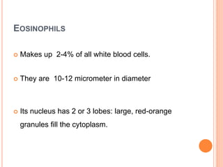 EOSINOPHILS
 Makes up 2-4% of all white blood cells.
 They are 10-12 micrometer in diameter
 Its nucleus has 2 or 3 lobes: large, red-orange
granules fill the cytoplasm.
 