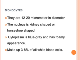 MONOCYTES
They are 12-20 micrometer in diameter
The nucleus is kidney shaped or
horseshoe shaped
 Cytoplasm is blue-gray and has foamy
appearance.
Make up 3-8% of all white blood cells.
 