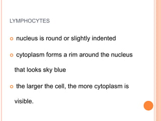 LYMPHOCYTES
 nucleus is round or slightly indented
 cytoplasm forms a rim around the nucleus
that looks sky blue
 the larger the cell, the more cytoplasm is
visible.
 