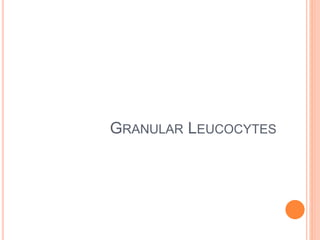 GRANULAR LEUCOCYTES
 