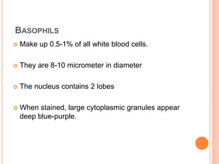 BASOPHILS
 Make up 0.5-1% of all white blood cells.
 They are 8-10 micrometer in diameter
 The nucleus contains 2 lobes
 When stained, large cytoplasmic granules appear
deep blue-purple.
 