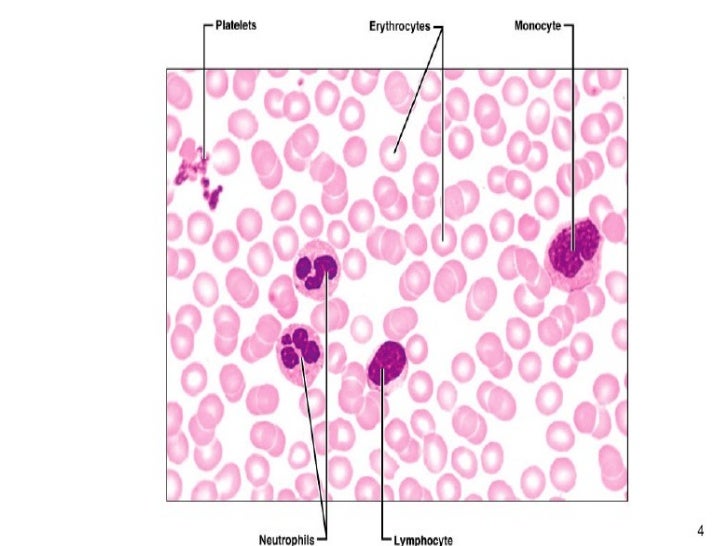 Wbcs platelets labeled diagram 