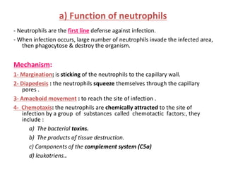 a) Function of neutrophils
- Neutrophils are the first line defense against infection.
- When infection occurs, large number of neutrophils invade the infected area,
then phagocytose & destroy the organism.
Mechanism:
1- Margination: is sticking of the neutrophils to the capillary wall.
2- Diapedesis : the neutrophils squeeze themselves through the capillary
pores .
3- Amaeboid movement : to reach the site of infection .
4- Chemotaxis: the neutrophils are chemically attracted to the site of
infection by a group of substances called chemotactic factors:, they
include :
a) The bacterial toxins.
b) The products of tissue destruction.
c) Components of the complement system (C5a)
d) leukotriens..
 