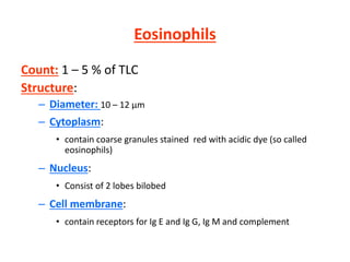 Eosinophils
Count: 1 – 5 % of TLC
Structure:
– Diameter: 10 – 12 µm
– Cytoplasm:
• contain coarse granules stained red with acidic dye (so called
eosinophils)
– Nucleus:
• Consist of 2 lobes bilobed
– Cell membrane:
• contain receptors for Ig E and Ig G, Ig M and complement
 