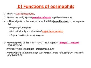 b) Functions of eosinophils
1- They are weak phagocytes.
2- Protect the body against parasitic infection e.g schistosomiasis:
• - They migrate to the infected area & kill the juvenile forms of the organism
by:
a- Hydrolytic enzymes.
b- Larvicidal polypeptides called major basic proteins.
c- highly reactive forms of oxygen..
3- Prevent spread of the inflammation resulting from allergic reaction
because they:
a) Phagocytose the antigen- antibody complex.
b) Detoxify the inflammation producing substances released from mast cells
and basophils
 