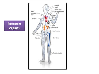 Immune
organs
 