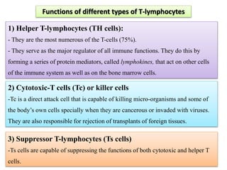 Functions of different types of T-lymphocytes
1) Helper T-lymphocytes (TH cells):
- They are the most numerous of the T-cells (75%).
- They serve as the major regulator of all immune functions. They do this by
forming a series of protein mediators, called lymphokines, that act on other cells
of the immune system as well as on the bone marrow cells.
2) Cytotoxic-T cells (Tc) or killer cells
-Tc is a direct attack cell that is capable of killing micro-organisms and some of
the body’s own cells specially when they are cancerous or invaded with viruses.
They are also responsible for rejection of transplants of foreign tissues.
3) Suppressor T-lymphocytes (Ts cells)
-Ts cells are capable of suppressing the functions of both cytotoxic and helper T
cells.
 