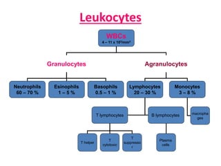Leukocytes
WBCs
4 – 11 x 103/mm3
Granulocytes Agranulocytes
Monocytes
3 – 8 %
Lymphocytes
20 – 30 %
Neutrophils
60 – 70 %
Basophils
0.5 – 1 %
Esinophils
1 – 5 %
B lymphocytesT lymphocytes
T helper
Plasma
cells
T
suppresso
r
T
cytotoxic
macropha
ges
 
