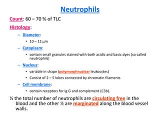 Neutrophils
Count: 60 – 70 % of TLC
Histology:
– Diameter:
• 10 – 12 µm
– Cytoplasm:
• contain small granules stained with both acidic and basic dyes (so called
neutrophils)
– Nucleus:
• variable in shape (polymorphnuclear leukocytes)
• Consist of 2 – 5 lobes connected by chromatin filaments
– Cell membrane:
• contain receptors for Ig G and complement (C3b).
½ the total number of neutrophils are circulating free in the
blood and the other ½ are marginated along the blood vessel
walls.
 