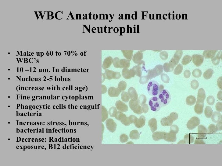Wbc structure and functions