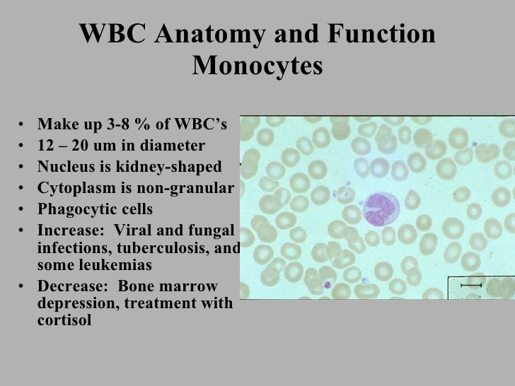 Wbc structure and functions