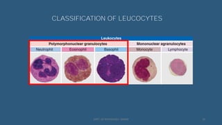 White Blood Cells | PDF