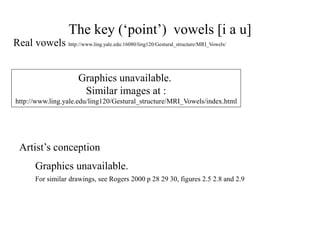 The key (‘point’) vowels [i a u]
Real vowels http://www.ling.yale.edu:16080/ling120/Gestural_structure/MRI_Vowels/
Artist’s conception
Graphics unavailable.
Similar images at :
http://www.ling.yale.edu/ling120/Gestural_structure/MRI_Vowels/index.html
Graphics unavailable.
For similar drawings, see Rogers 2000 p 28 29 30, figures 2.5 2.8 and 2.9
 