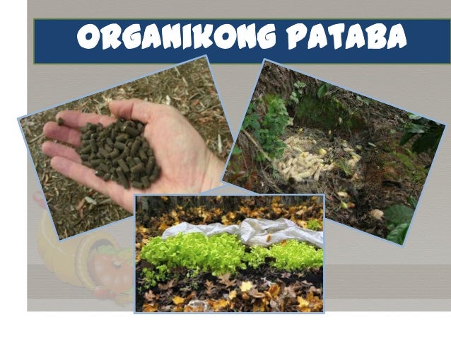 Halimbawa Ng Organikong Pataba Organic Fertilizer and Soil Conditioner/Enhancer: Ways how to improve…