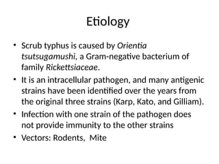 Etiology
• Scrub typhus is caused by Orientia
tsutsugamushi, a Gram-negative bacterium of
family Rickettsiaceae.
• It is an intracellular pathogen, and many antigenic
strains have been identified over the years from
the original three strains (Karp, Kato, and Gilliam).
• Infection with one strain of the pathogen does
not provide immunity to the other strains
• Vectors: Rodents, Mite
 
