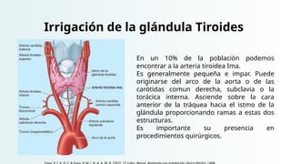 Irrigación de la glándula Tiroides
En un 10% de la población podemos
encontrar a la arteria tiroidea Ima.
Es generalmente pequeña e impar. Puede
originarse del arco de la aorta o de las
carótidas comun derecha, subclavia o la
torácica interna. Asciende sobre la cara
anterior de la tráquea hacia el istmo de la
glándula proporcionando ramas a estas dos
estructuras.
Es importante su presencia en
procedimientos quirúrgicos.
 