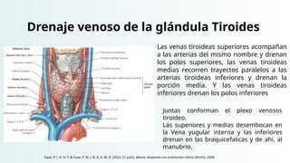 Drenaje venoso de la glándula Tiroides
Las venas tiroideas superiores acompañan
a las arterias del mismo nombre y drenan
los polos superiores, las venas tiroideas
medias recorren trayectos paralelos a las
arterias tiroideas inferiores y drenan la
porción media. Y las venas tiroideas
inferiores drenan los polos inferiores
Juntas conforman el plexo venosos
tiroideo.
Las superiores y medias desembocan en
la Vena yugular interna y las inferiores
drenan en las braquicefalicas y de ahí, al
manubrio.
Faaa, P. I. A. D. F. & Faaa, P. M. (. B. A. A. M. R. (2022, 21 julio). Moore. Anatomía con orientación clínica (Ninth). LWW.
 