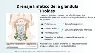 Drenaje linfático de la glándula
Tiroides
Los vasos linfáticos discurren por el tejido conectivo
interlobulillar y comunican con la red capsular linfática. Pasan a
los nódulos:
● Prelaríngeos
● Pretraqueales
● Paratraqueales
● Vasos Linf paralelos a venas tiroideas superiores
(laterales)
Algunos vasos pueden drenar en los nódulos linfáticos
braquiocefálicos o en el conducto torácico
Cervicales superiores
Cervicales profundos inferiores
Faaa, P. I. A. D. F. & Faaa, P. M. (. B. A. A. M. R. (2022, 21 julio). Moore. Anatomía con orientación clínica (Ninth). LWW.
 