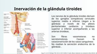 Inervación de la glándula tiroides
Los nervios de la glándula tiroides derivan
de los ganglios (simpáticos) cervicales
superior, medio e inferior. Llegan a la
glándula a través de los plexos
peritarteriales cardiacos y tiroideos
superior e inferior acompañando a las
arterias tiroideas.
Son fibras vasomotoras no
secretomotoras. Causan la
vasoconstricción de los vasos sanguíneos
No median la secreción endocrina de la
glándula .
Faaa, P. I. A. D. F. & Faaa, P. M. (. B. A. A. M. R. (2022, 21 julio). Moore. Anatomía con orientación clínica (Ninth). LW
 