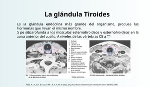 La glándula Tiroides
Es la glándula endócrina más grande del organismo, produce las
hormonas que llevan el mismo nombre.
S pe sitúarofunda a los músculos esternotiroideos y esternohioideos en la
zona anterior del cuello. A niveles de las vértebras C5 a T1
Faaa, P. I. A. D. F. & Faaa, P. M. (. B. A. A. M. R. (2022, 21 julio). Moore. Anatomía con orientación clínica (Ninth). LWW.
 