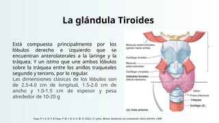 La glándula Tiroides
Está compuesta principalmente por los
lóbulos derecho e izquierdo que se
encuentran anterolaterales a la laringe y la
tráquea. Y un istmo que une ambos lóbulos
sobre la tráquea entre los anillos traqueales
segundo y tercero, por lo regular.
Las dimensiones clásicas de los lóbulos son
de 2.5-4.0 cm de longitud, 1.5-2.0 cm de
ancho y 1.0-1.5 cm de espesor y pesa
alrededor de 10-20 g
Faaa, P. I. A. D. F. & Faaa, P. M. (. B. A. A. M. R. (2022, 21 julio). Moore. Anatomía con orientación clínica (Ninth). LWW.
 