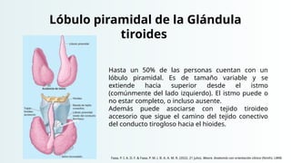 Lóbulo piramidal de la Glándula
tiroides
Hasta un 50% de las personas cuentan con un
lóbulo piramidal. Es de tamaño variable y se
extiende hacia superior desde el istmo
(comúnmente del lado izquierdo). El istmo puede o
no estar completo, o incluso ausente.
Además puede asociarse con tejido tiroideo
accesorio que sigue el camino del tejido conectivo
del conducto tirogloso hacia el hioides.
Faaa, P. I. A. D. F. & Faaa, P. M. (. B. A. A. M. R. (2022, 21 julio). Moore. Anatomía con orientación clínica (Ninth). LWW.
 