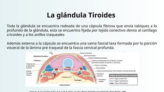 La glándula Tiroides
Toda la glándula se encuentra rodeada de una cápsula fibrosa que envía tabiques a lo
profundo de la glándula, esta se encuentra fijada por tejido conectivo denso al cartílago
cricoides y a los anillos traqueales
Además externa a la cápsula se encuentra una vaina fascial laxa formada por la porción
visceral de la lámina pre traqueal de la fascia cervical profunda.
 