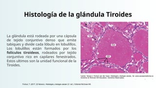Histología de la glándula Tiroides
La glándula está rodeada por una cápsula
de tejido conjuntivo denso que emite
tabiques y divide cada lóbulo en lobulillos.
Los lobulillos están formados por los
folículos tiroideos, rodeados por tejido
conjuntivo rico en capilares fenestrados.
Estos ultimos son la unidad funcional de la
Tiroides.
Fortoul, T. (2017, 22 febrero). Histología y biología celular (3.a
ed.). Editorial McGraw-Hill.
 