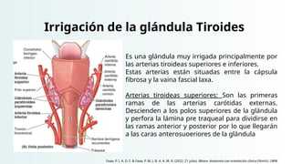 Irrigación de la glándula Tiroides
Es una glándula muy irrigada principalmente por
las arterias tiroideas superiores e inferiores.
Estas arterias están situadas entre la cápsula
fibrosa y la vaina fascial laxa.
Arterias tiroideas superiores: Son las primeras
ramas de las arterias carótidas externas.
Descienden a los polos superiores de la glándula
y perfora la lámina pre traqueal para dividirse en
las ramas anterior y posterior por lo que llegarán
a las caras anterosuoeriores de la glándula
Faaa, P. I. A. D. F. & Faaa, P. M. (. B. A. A. M. R. (2022, 21 julio). Moore. Anatomía con orientación clínica (Ninth). LWW.
 