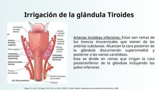Irrigación de la glándula Tiroides
Arterias tiroideas inferiores: Estas son ramas de
los troncos tirocervicales que vienen de las
arterias subclavias. Alcanzan la cara posterior de
la glándula discurriendo superomedial y
posterior a las vainas carotídeas.
Esta se divide en ramas que irrigan la cara
posteroinferior de la glándula incluyendo los
polos inferiores
Faaa, P. I. A. D. F. & Faaa, P. M. (. B. A. A. M. R. (2022, 21 julio). Moore. Anatomía con orientación clínica (Ninth). LWW.
 